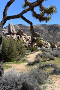 Trail from Ryan Campground