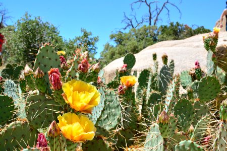 Tulip Prickly Pear; Opuntia Phaeacantha photo