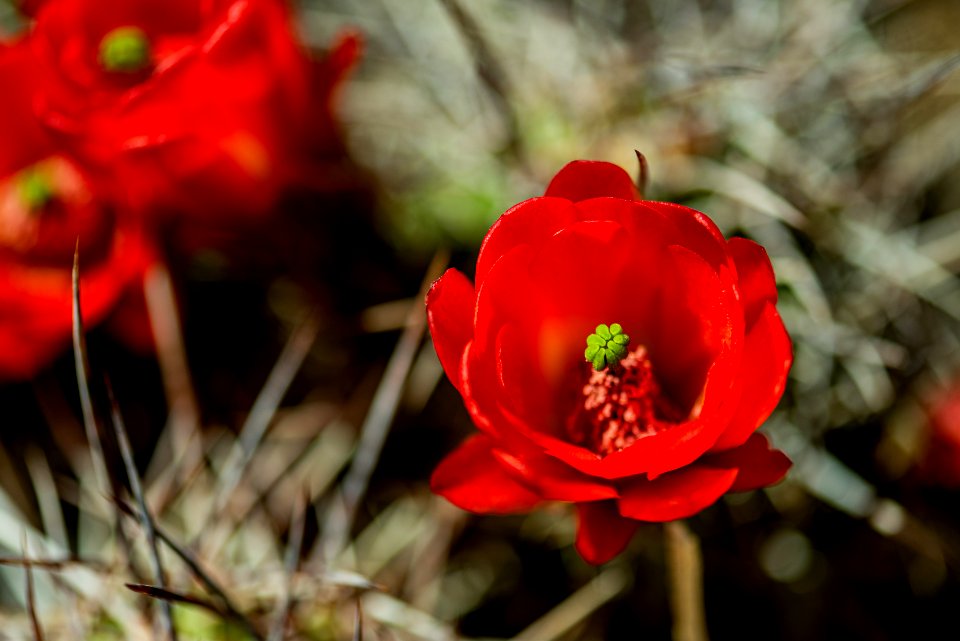 Mojave mound cactus (Echinocereus mojavensis)