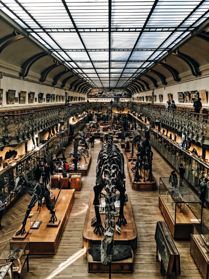 Prehistoric exhibition archeology