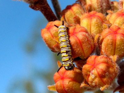 Queen butterfly larva photo