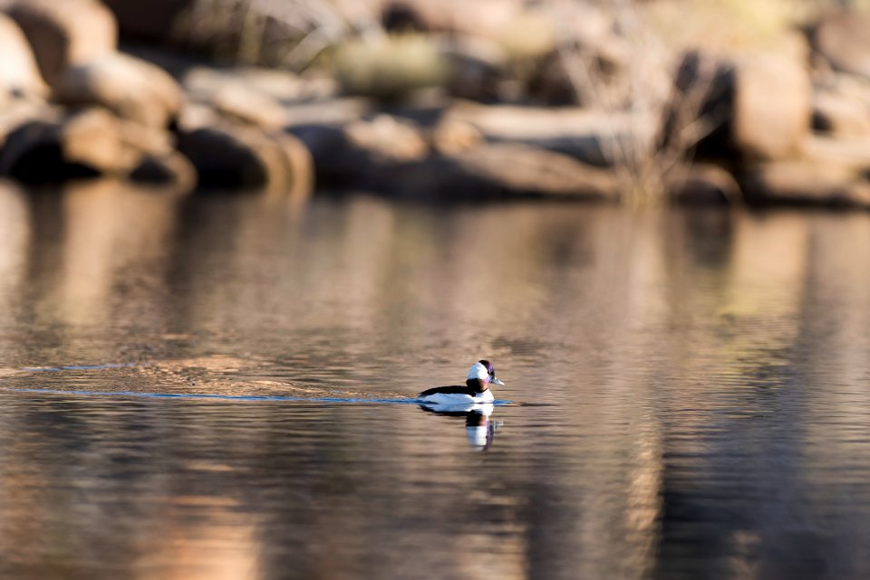 Bufflehead (Bucephala albeola) at Barker Dam; 3/8/17
