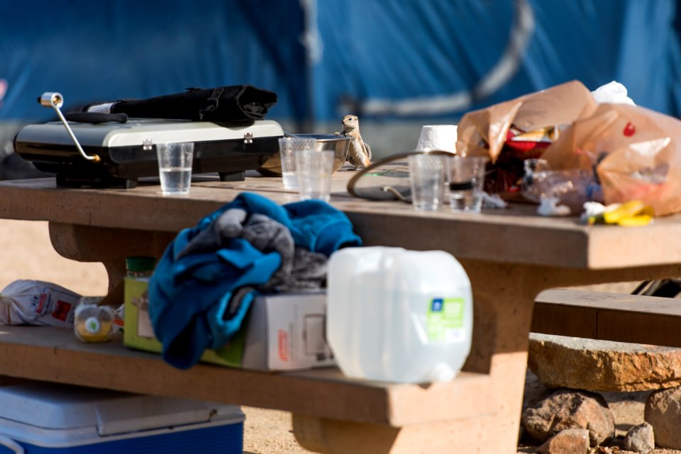 An antelope ground squirrel inspects a food container