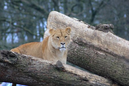 Trees animal zoo photo