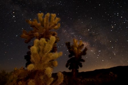 Teddy Bear Cholla and the Milky Way photo