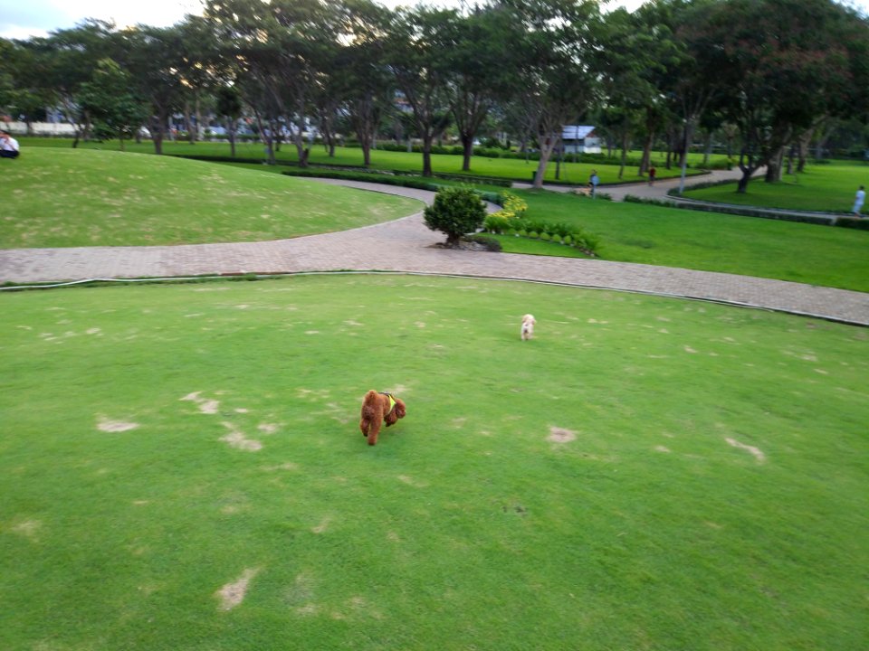 dogs running down hill a corner of Crescent Mall Lake park công viên Hồ Bán Nguyệt