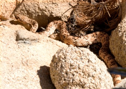 Speckled Rattlesnake