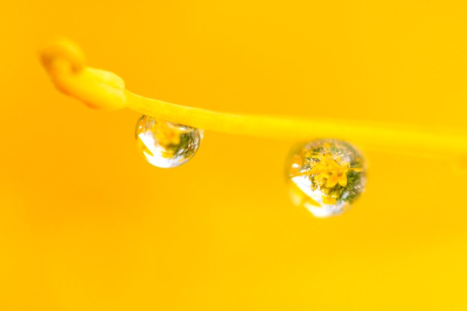 Water droplets on bladderpod (Peritoma arborea) blooming in Wilson Canyon, January 2015