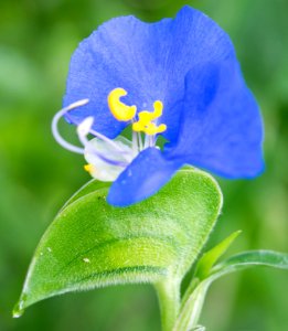 Fleur Bleue