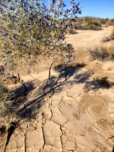 Smoke tree blooms and dried ground