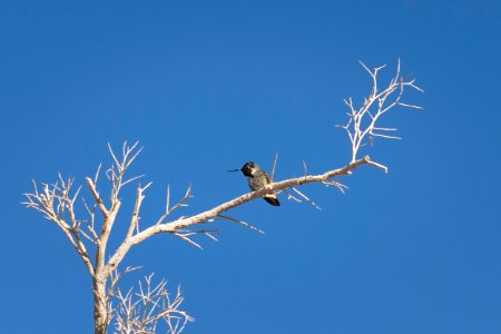 Costa's hummingbird (Calypte costae) at the Oasis of Mara