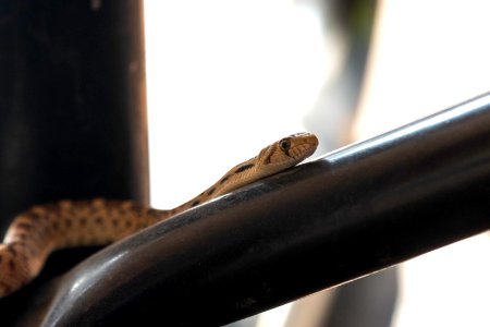 Juvenile gopher snake at Oasis Visitor Center photo