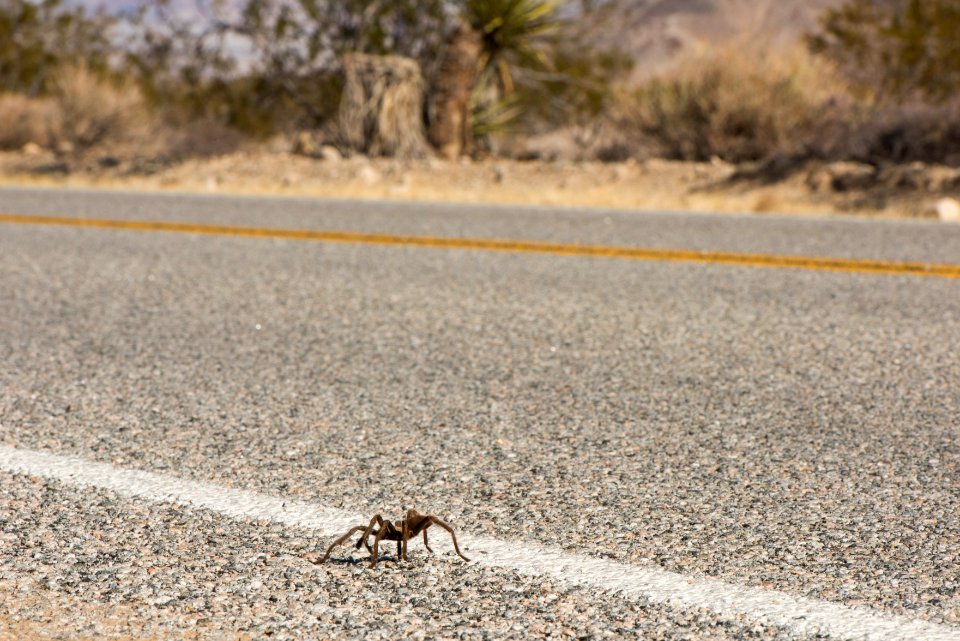Tarantula near North Entrance; 11/13/15