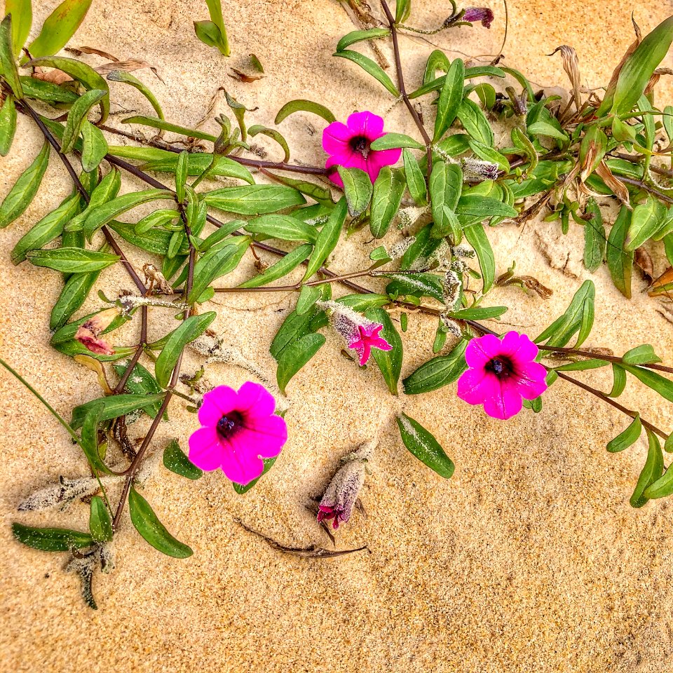 Petúnia littoralis (endêmica de Santa Catarina)