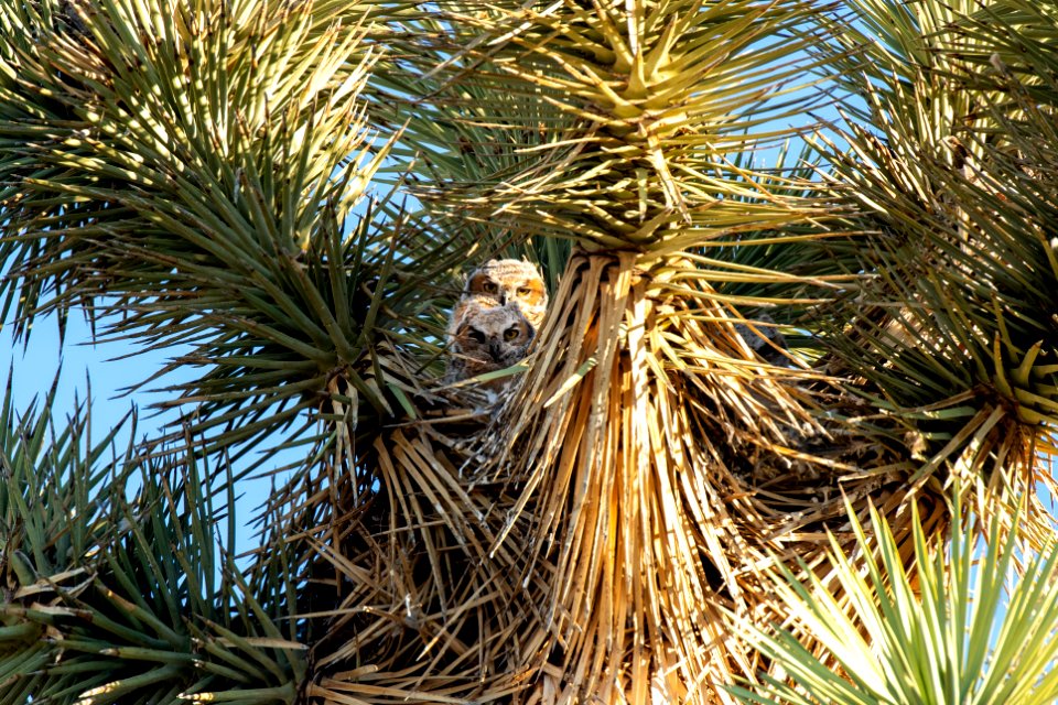 Great Horned Owl Young