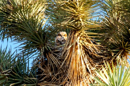 Great Horned Owl Young
