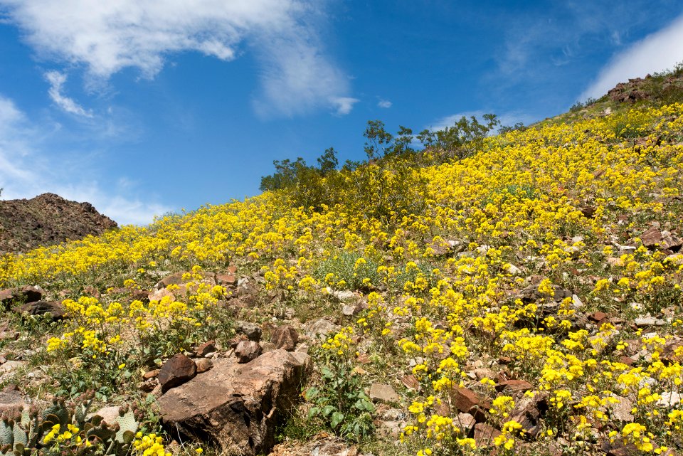 Yellowcups blooming north of Wilson Canyon; 3/15/2017 photo