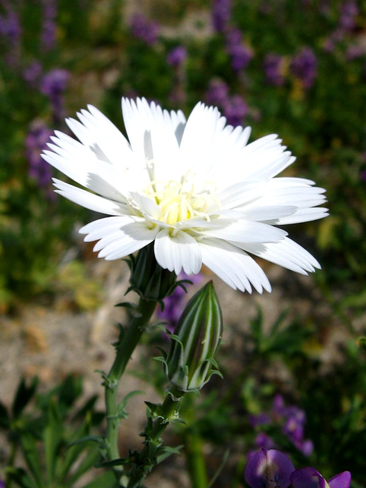 New Mexico plumeseed (Rafinesquia neomexicana); Pinto Basin