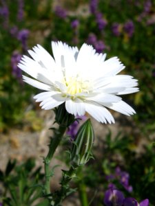 New Mexico plumeseed (Rafinesquia neomexicana); Pinto Basin