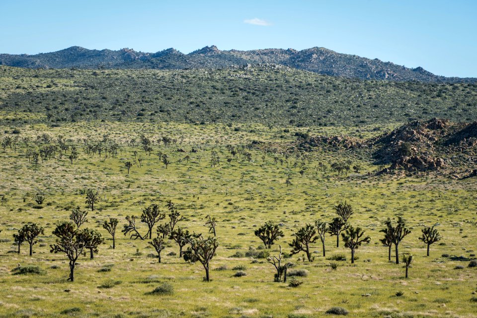 Lost Horse valley in spring