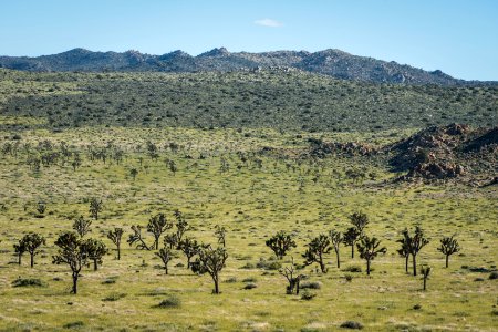 Lost Horse valley in spring