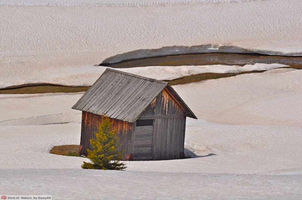 DAM1664 - Dolomiti - Little tree, small house