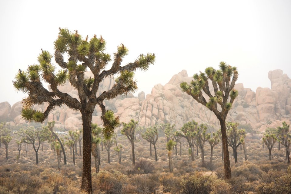Foggy Day in Joshua Tree National Park