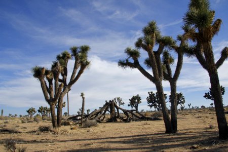 Joshua trees (Yucca brevifolia) along Park Boulevard