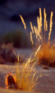 Grass and cactus at sunset