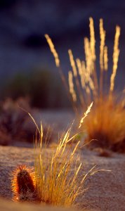 Grass and cactus at sunset photo