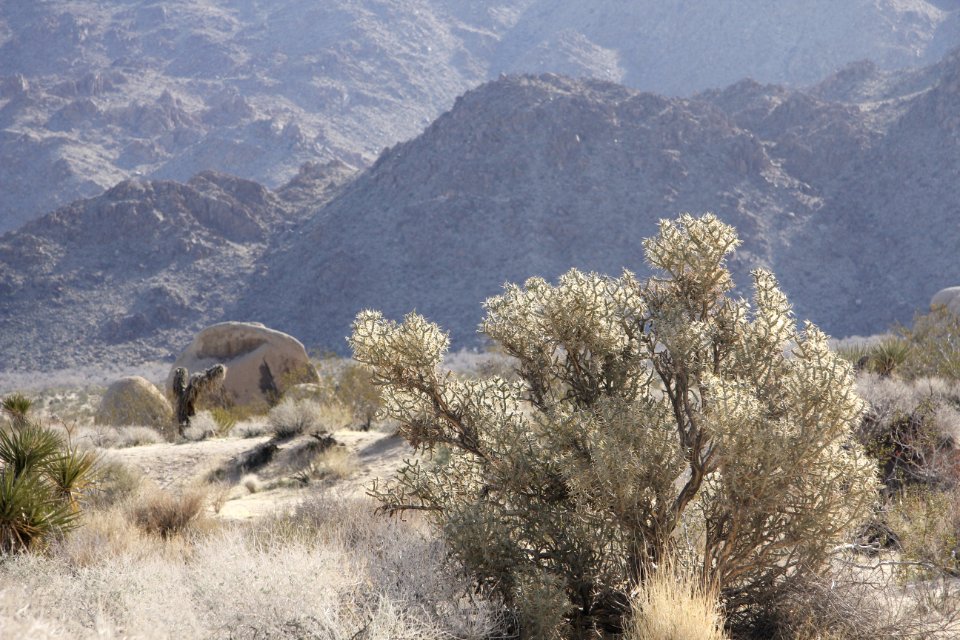 Pencil cholla (Cylindropuntia ramosissima); Indian Cove Campground