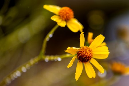 Brittlebrush (Encelia farinosa) photo