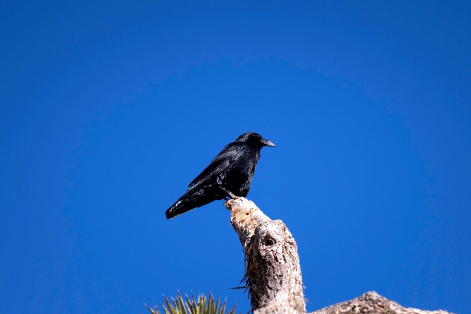 Raven (Corvus corax) atop a Joshua tree