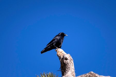 Raven (Corvus corax) atop a Joshua tree photo