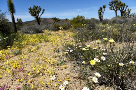 Wildflowers by Keys View Road