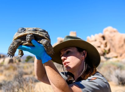 Ranger looking at tortoise photo