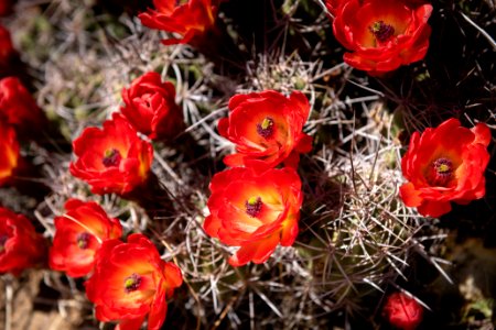 Mojave mound cactus (Echinocereus triglochidiatus) flowering