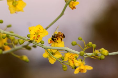 Honeybee photo