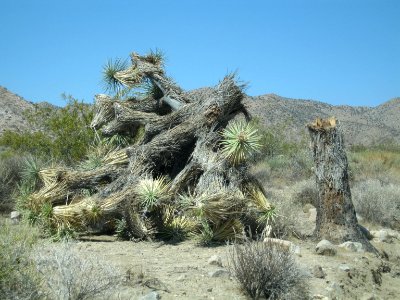 Fallen Joshua tree (Yucca brevifolia); Pleasant Valley photo