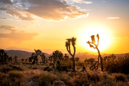 Joshua trees in Queen Valley at sunset photo
