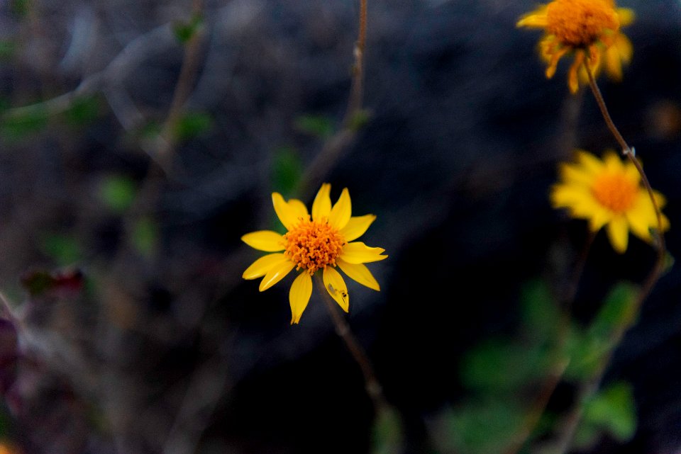 Brittlebrush (Encelia farinosa)
