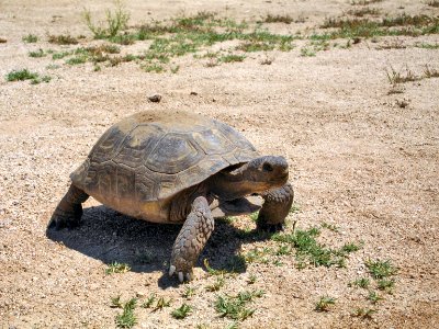Desert tortoise (Gopherus agassizii) photo