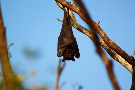 Bat hanging wildlife