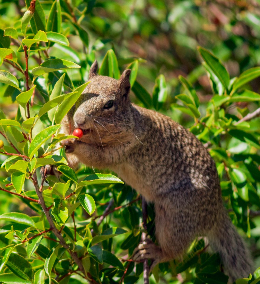 Squirrel eating a red berry