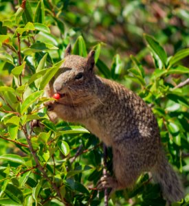 Squirrel eating a red berry photo