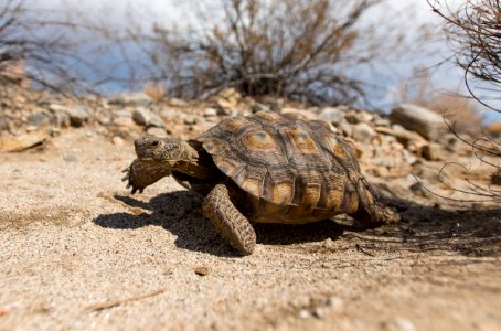 Desert tortoise walking in the Pinto Basin