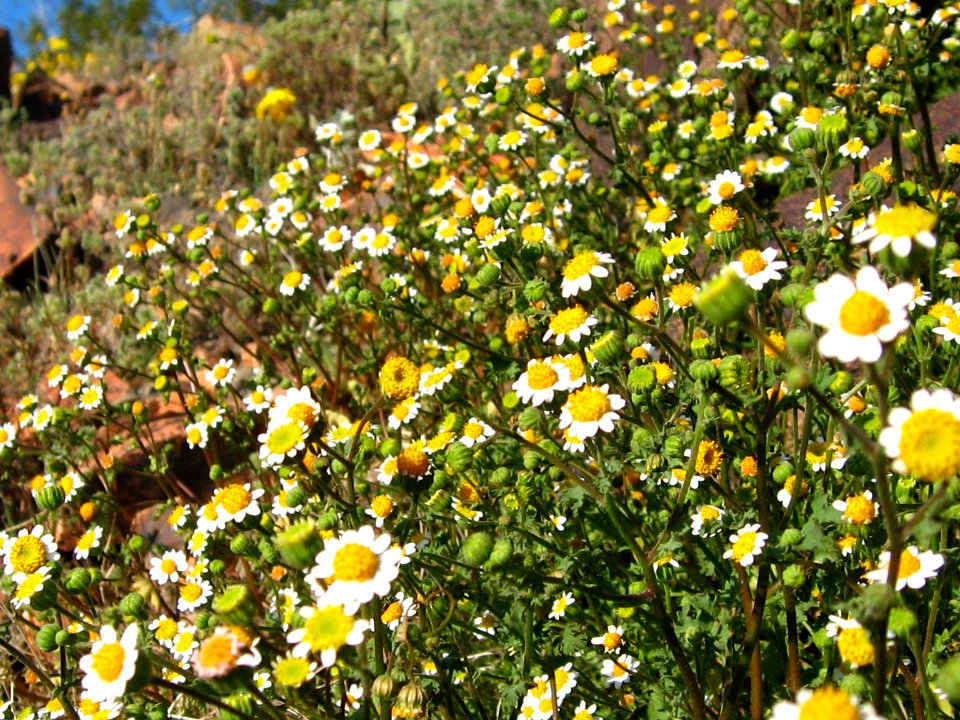 Emory's rockdaisy (Perityle emoryi); Old Dale Mining District