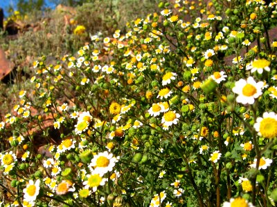 Emory's rockdaisy (Perityle emoryi); Old Dale Mining District photo