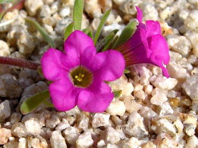 Purplemat (Nama demissum); Pinto Basin photo