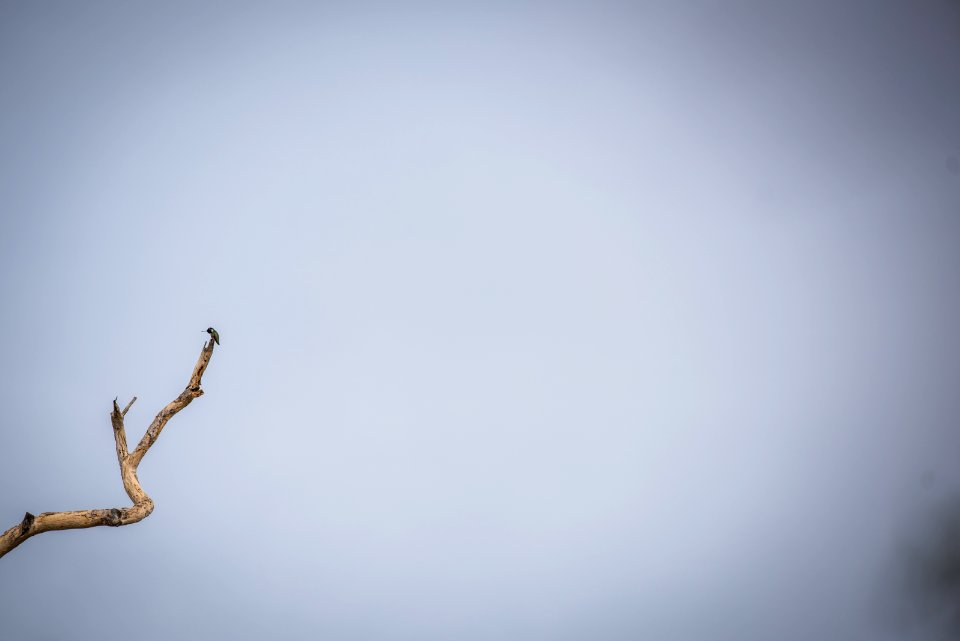 Costa's hummingbird (Calypte costae) on branch outside headquarters